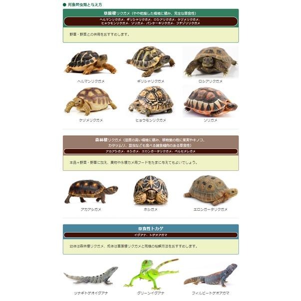 蛋叔叔-Hikari-高夠力陸龜健康蔬食/善玉菌/益生菌/陸龜飼料/草食性/高纖維/蘇卡達/赫曼/王者蜥/鬆獅蜥/桑葉-細節圖8