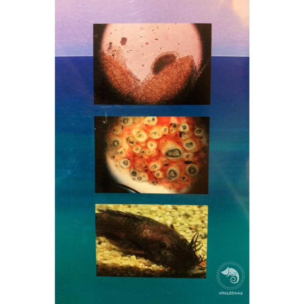 蛋叔叔-觀賞魚疾病圖鑑/威智/傑洛/巴斯利爾/工具書/BASSLEER/百科/診斷/觀察/水族館專用聖經/白點病/爛尾-細節圖3