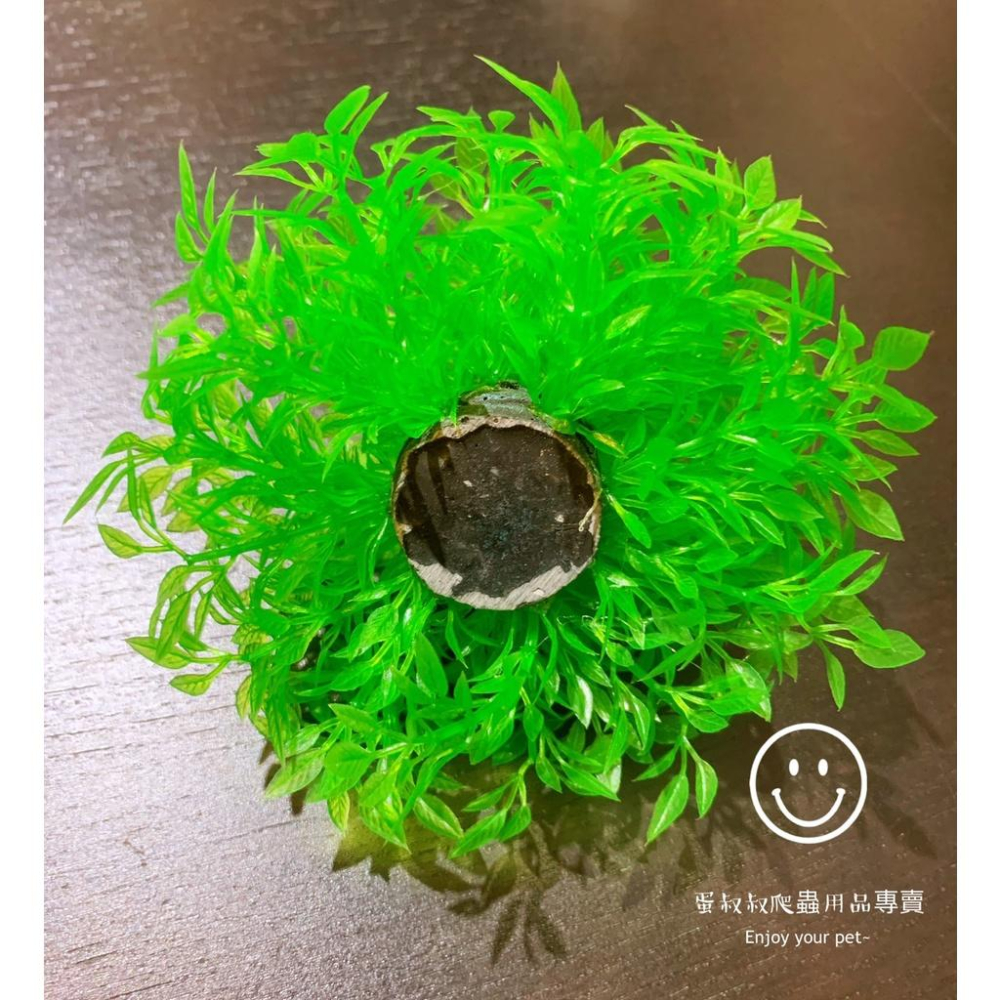 蛋叔叔-ISTA仿真植物(前景草)/莫絲球/牛毛氈/仿真水草/海草/水草/水草造景/AP/造景缸/六角恐龍/蠑螈/水龜缸-細節圖5