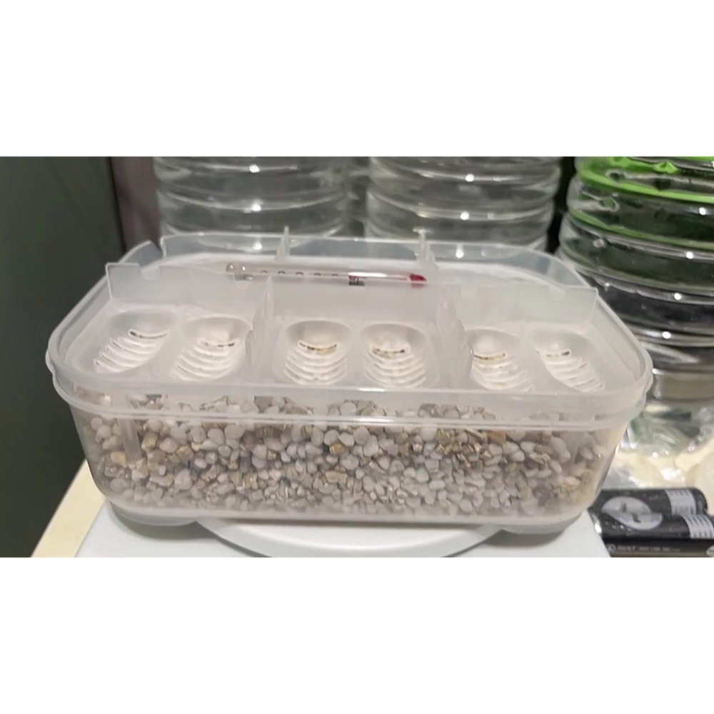 蛋叔叔-NOMO-12蛋位孵蛋盒/孵蛋箱/產卵/孵化/繁殖/工作室/守宮繁殖/肥尾守宮/繁殖季/玉米蛇/鬆獅蜥-細節圖3