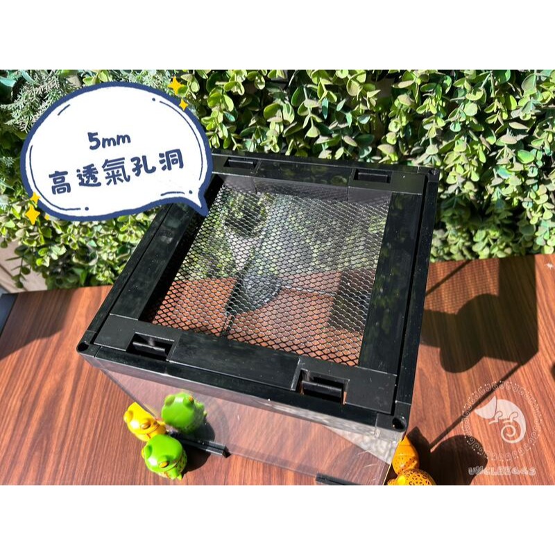 蛋叔叔-PZ-多功能玻璃缸(長方形)/爬蟲箱/寵物箱/寵物缸/雨林缸/樹棲型/巨人守宮/睫角守宮/樹蛙/蜘蛛/甲蟲-細節圖8