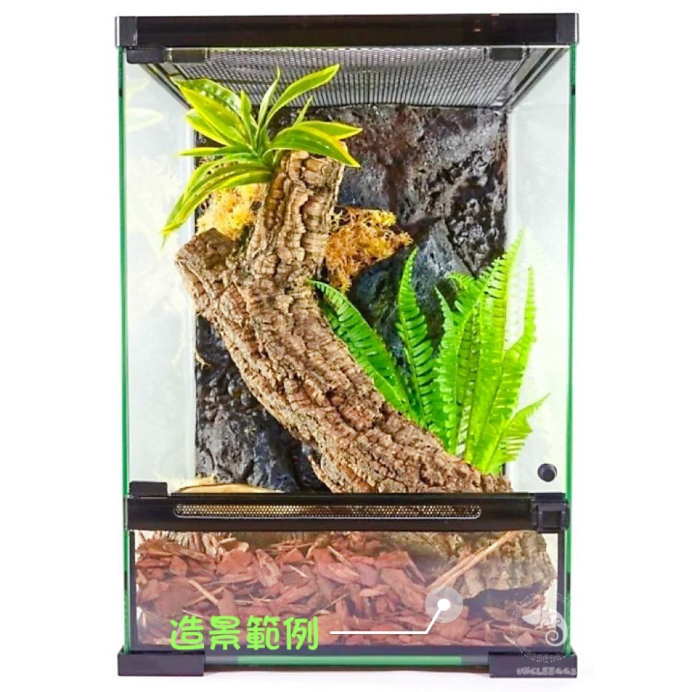 蛋叔叔-PZ-多功能玻璃缸(長方形)/爬蟲箱/寵物箱/寵物缸/雨林缸/樹棲型/巨人守宮/睫角守宮/樹蛙/蜘蛛/甲蟲-細節圖10