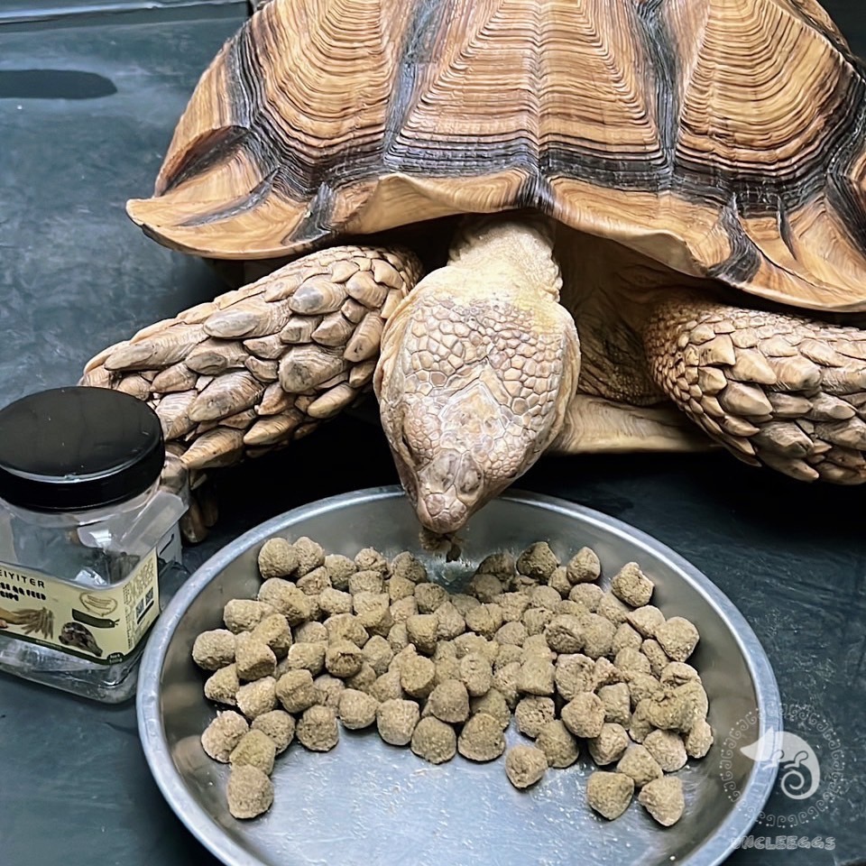 蛋叔叔-維益特-陸龜動物園配方QQ飼料/陸龜飼料/烏龜飼料/草本/牧草/大乖乖/高纖維/豹龜/蘇卡達/維生素-細節圖2