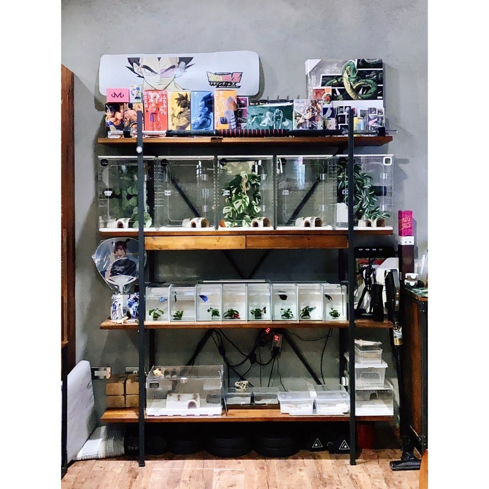 蛋叔叔-ReptiGoods樹棲型壓克力盒/睫角守宮/巨人守宮/寵物箱/爬蟲箱/紅眼樹蛙/變色龍/螳螂/昆蟲箱-細節圖10