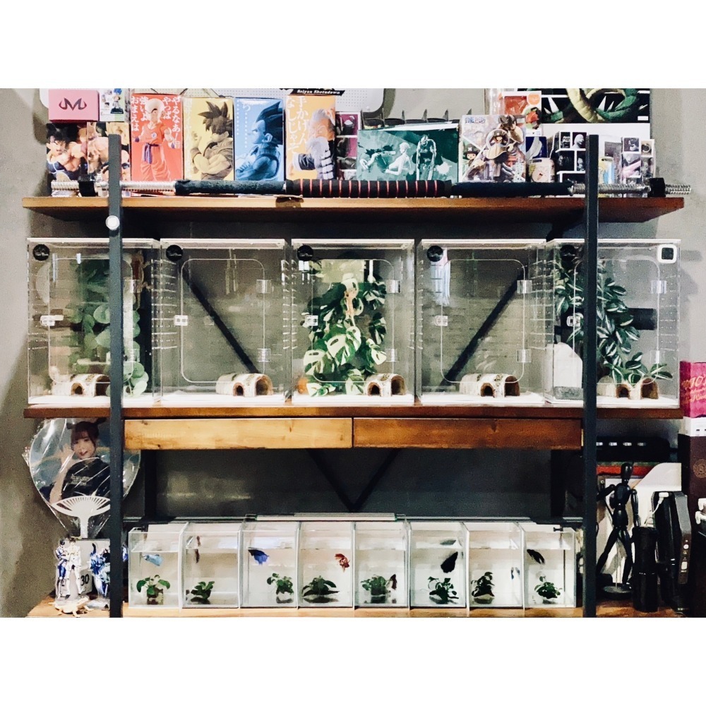 蛋叔叔-ReptiGoods樹棲型壓克力盒/睫角守宮/巨人守宮/寵物箱/爬蟲箱/紅眼樹蛙/變色龍/螳螂/昆蟲箱-細節圖11