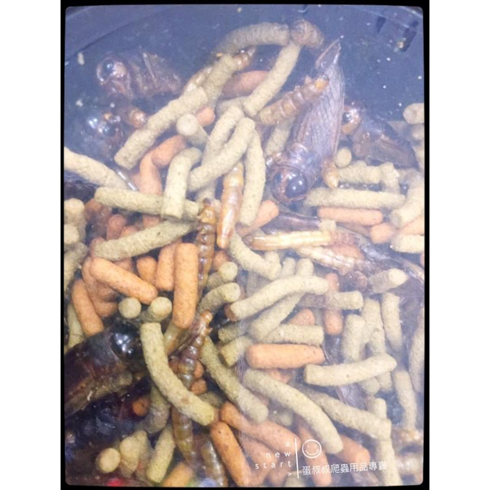 蛋叔叔-德比克Tropical高營養肉食烏龜兩棲爬蟲飼料/蟋蟀/麵包蟲/蜥蜴飼料/鬆獅蜥飼料/藍舌蜥/水龜飼料/箱龜-細節圖3