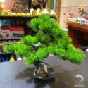 蛋叔叔-日式松柏(大)/MT202/仿真植物/雨林缸/造景/擺飾/保濕/玉米蛇/樹蛙/紅眼樹蛙/巨人守宮/變色龍-規格圖9