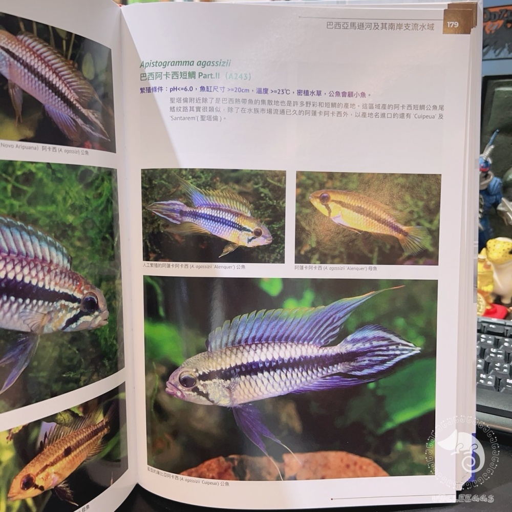 蛋叔叔-南美短雕圖典/台灣魚雜誌社/百科/工具書/張永昌/白蘭特短鯛/鳳尾短鯛/玻利維亞鳳凰/阿卡西短鯛/紅鰓皇冠-細節圖5