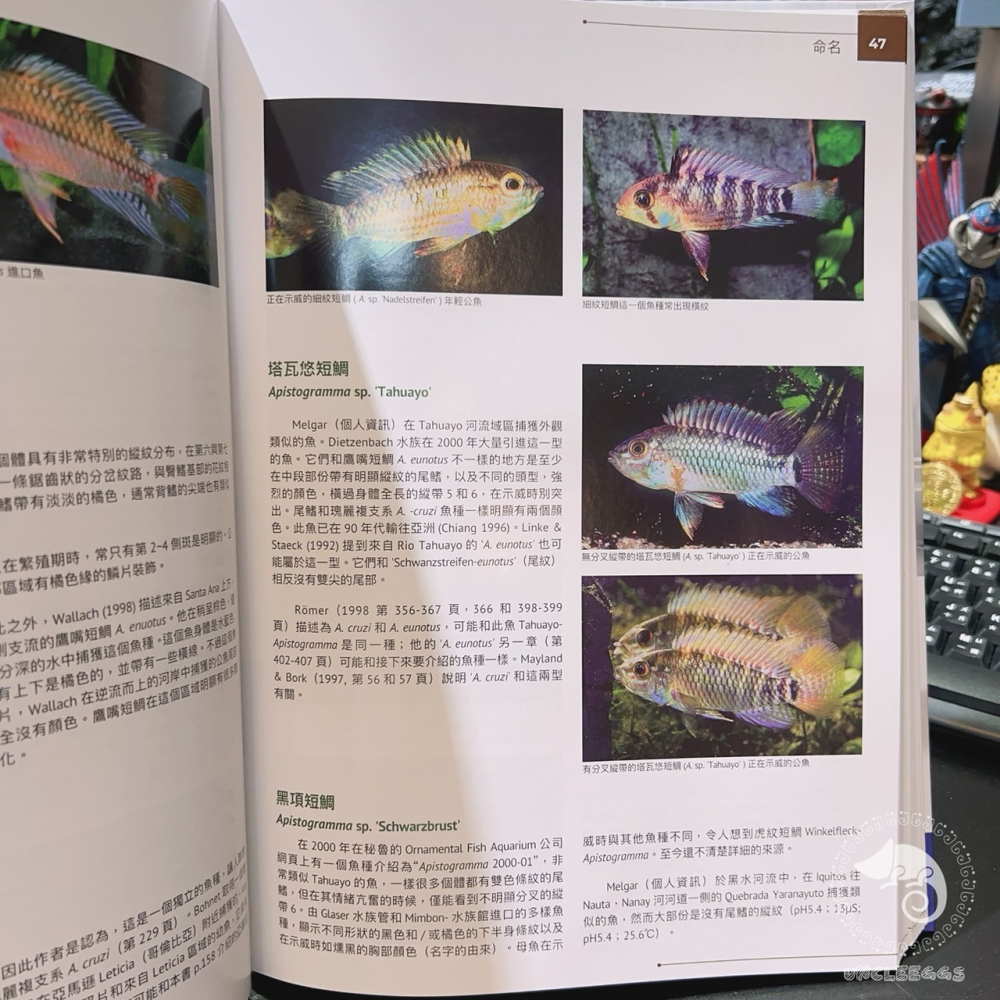 蛋叔叔-南美短雕圖典/台灣魚雜誌社/百科/工具書/張永昌/白蘭特短鯛/鳳尾短鯛/玻利維亞鳳凰/阿卡西短鯛/紅鰓皇冠-細節圖6