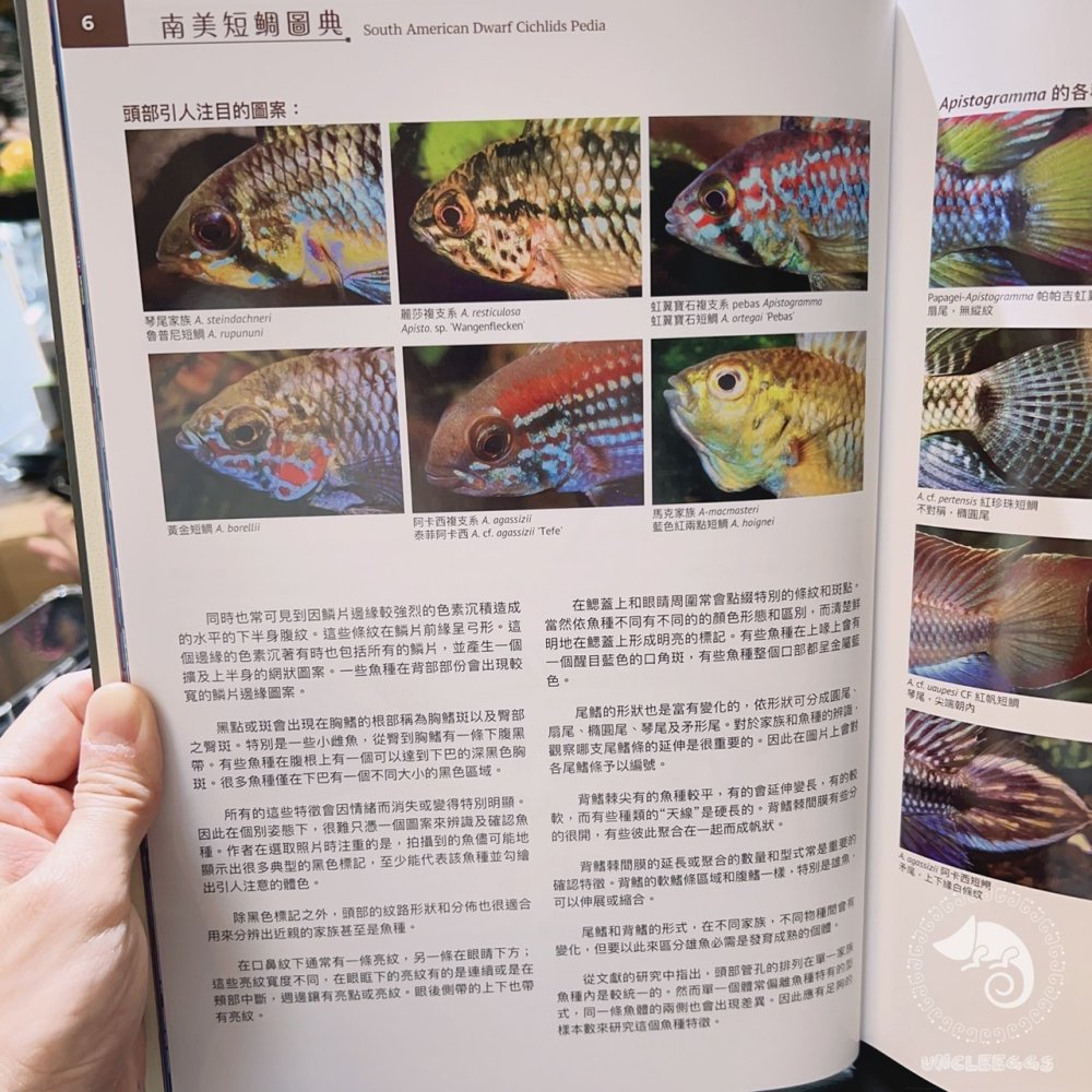 蛋叔叔-南美短雕圖典/台灣魚雜誌社/百科/工具書/張永昌/白蘭特短鯛/鳳尾短鯛/玻利維亞鳳凰/阿卡西短鯛/紅鰓皇冠-細節圖10