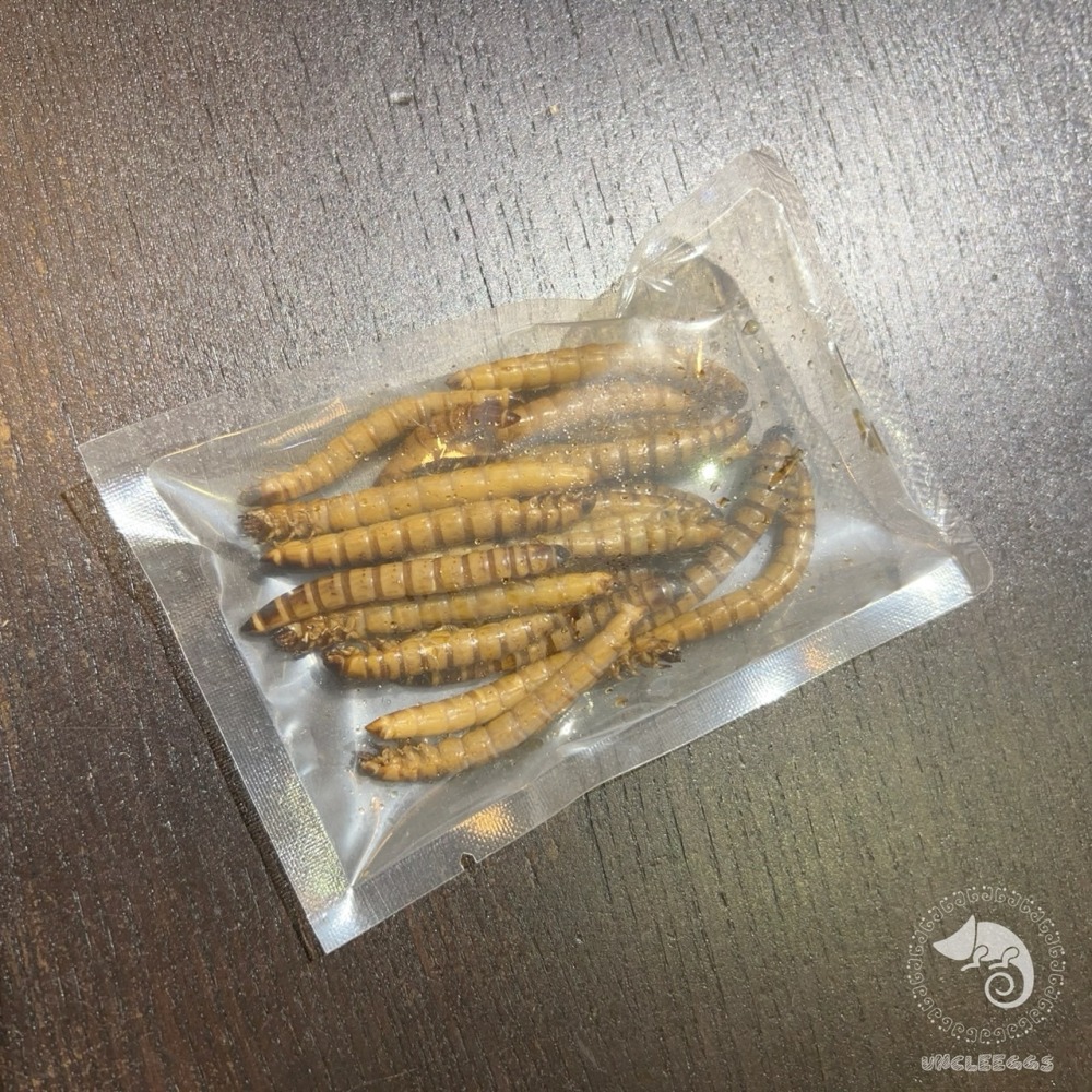 蛋叔叔-維益特-大麥蟲鮮食包/高蛋白/乾燥蟲/肉食/刺蝟飼料/蜜袋鼯飼料/鼠飼料/鸚鵡飼料/大型魚飼料/澤龜飼料-細節圖6