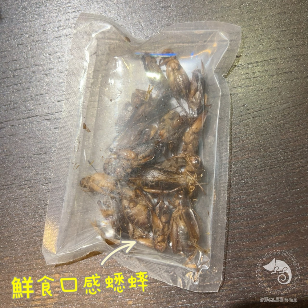 蛋叔叔-維益特-鮮食總匯/高蛋白/麵包蟲/大麥蟲/蟋蟀/蚱蜢/守宮飼料/乾燥蟲/鸚鵡飼料/刺蝟飼料/蜜袋鼯飼料/澤龜飼料-細節圖7