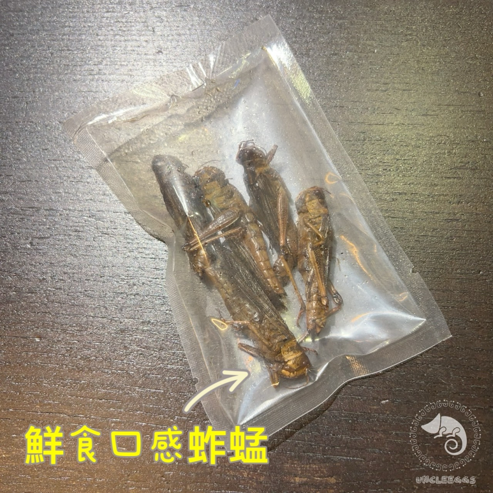 蛋叔叔-維益特-鮮食總匯/高蛋白/麵包蟲/大麥蟲/蟋蟀/蚱蜢/守宮飼料/乾燥蟲/鸚鵡飼料/刺蝟飼料/蜜袋鼯飼料/澤龜飼料-細節圖9