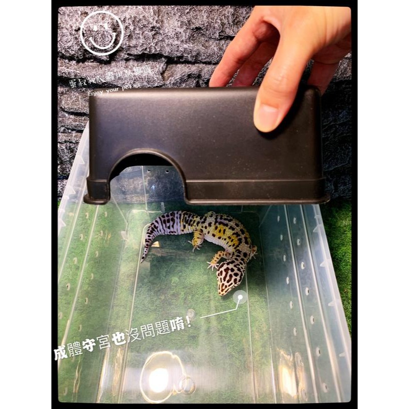 蛋叔叔-爬蟲躲避屋/守宮洞/守宮屋/洞穴/瘤尾/造景/蠍子/保濕/短雕/螯蝦/劍毒蛙/玉米蛇/劍毒蛙/螃蟹/幼蛇-細節圖7