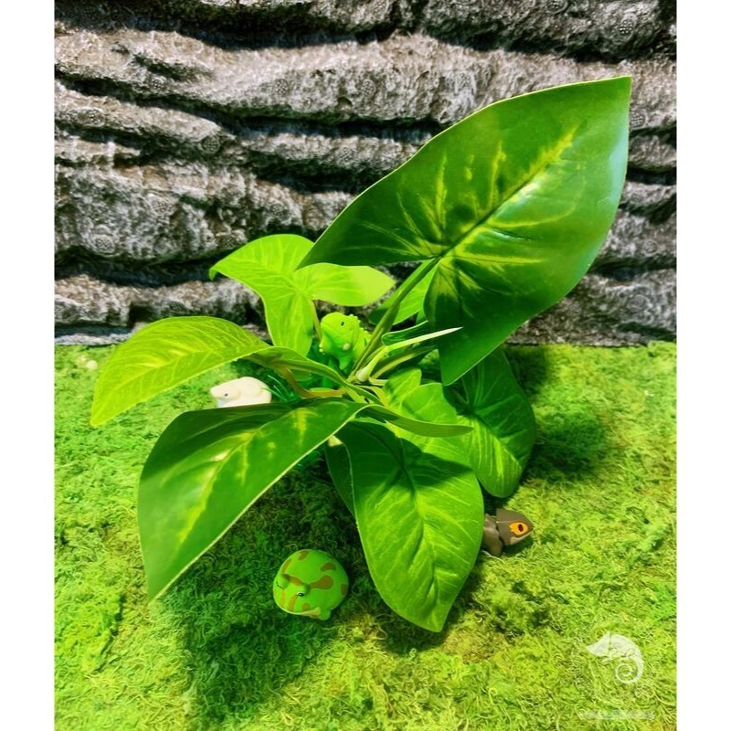 蛋叔叔-LD-躲藏洞-仙人掌/仿真植物/守宮洞/守宮屋/洞穴/造景/瘤尾守宮/肥尾守宮/沙漠景/蠍子/豹紋守宮/躲避屋-規格圖10