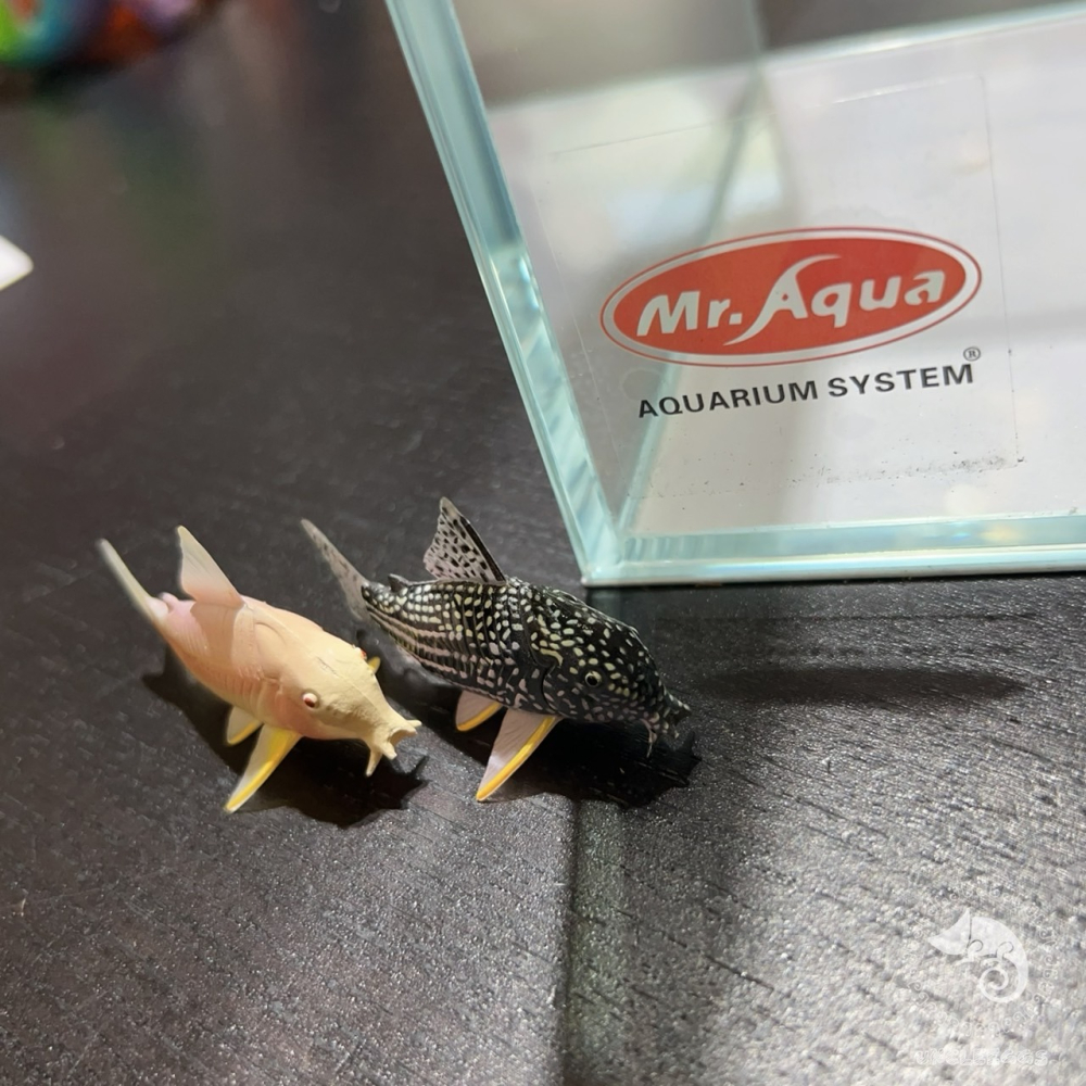 蛋叔叔-Mr.直角方形魚缸/超白缸/直立缸/鬥魚缸/角蛙缸/造景缸/小魚缸/開放缸/高透缸/水缸/風水缸/招財缸/小型缸-細節圖5