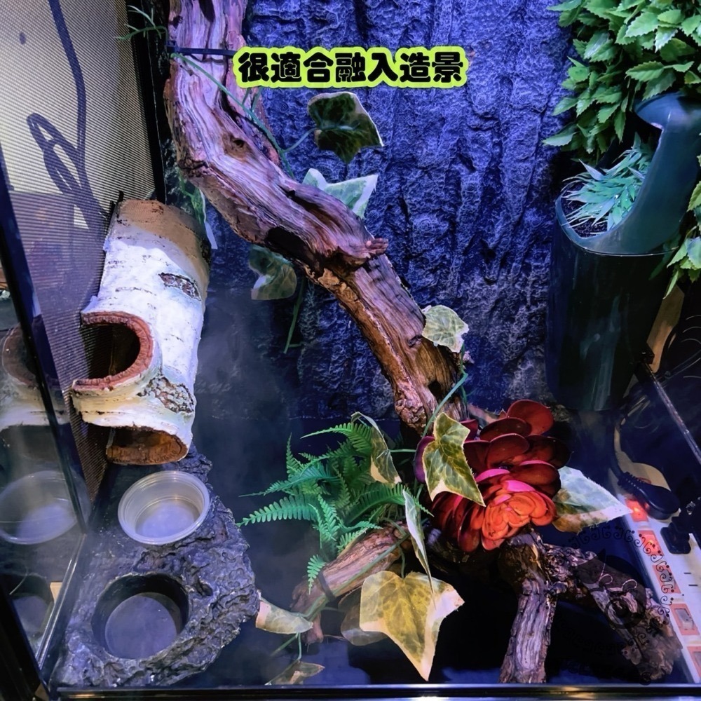 蛋叔叔【預購】-岩石二合一果泥曬台/磁吸式/浮台/爬台/水盆/食盆/烏龜島/樹蛙/紅眼/餵食盆/巨人守宮/鑽紋龜-細節圖8