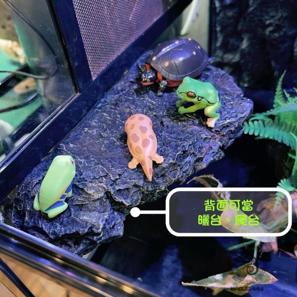 蛋叔叔-岩石二合一果泥曬台/磁吸式/浮台/爬台/水盆/食盆/烏龜島/樹蛙/紅眼/餵食盆/巨人守宮/鑽紋龜-細節圖3