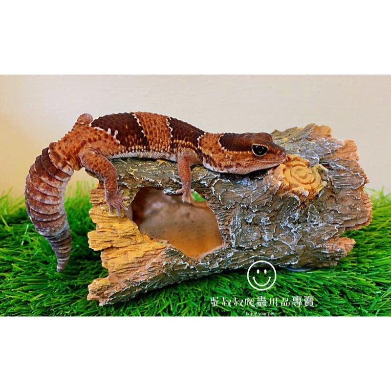蛋叔叔-YS-713-S 仿香檳樹皮S/守宮洞/守宮屋/洞穴/造景/樹洞/樹棲型/劍毒蛙/玉米蛇/巨人守宮/睫角守宮-規格圖8