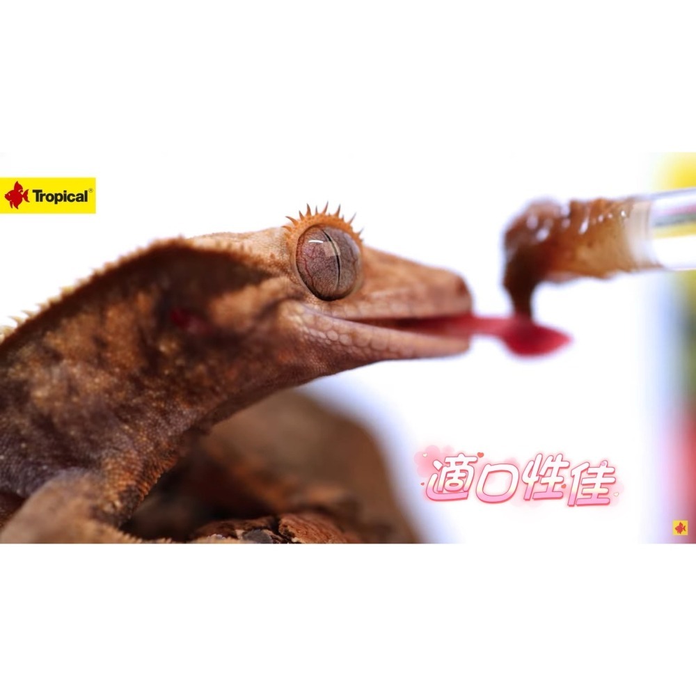 蛋叔叔【免運費】Tropical德比克-守宮專用果泥飼料/果粉/守宮飼料/睫角守宮/巨人守宮/營養膏/鬆獅蜥/藍舌蜥-細節圖5