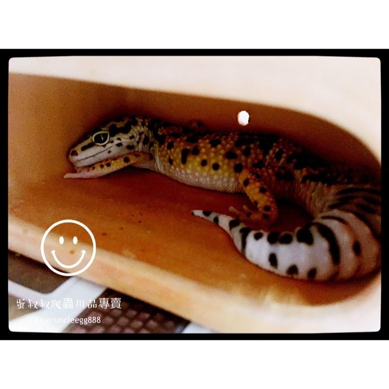 蛋叔叔-新手入門-守宮飼養套組/守宮套組/守宮屋/爬蟲箱/守宮缸/爬蟲缸/豹紋守宮/肥尾守宮/玉米蛇/幼龜/人渣盒-細節圖4