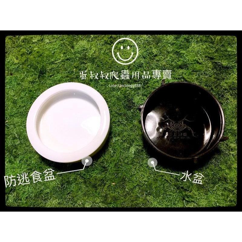 蛋叔叔-新手入門-守宮飼養套組/守宮套組/守宮屋/爬蟲箱/守宮缸/爬蟲缸/豹紋守宮/肥尾守宮/玉米蛇/幼龜/人渣盒-細節圖8