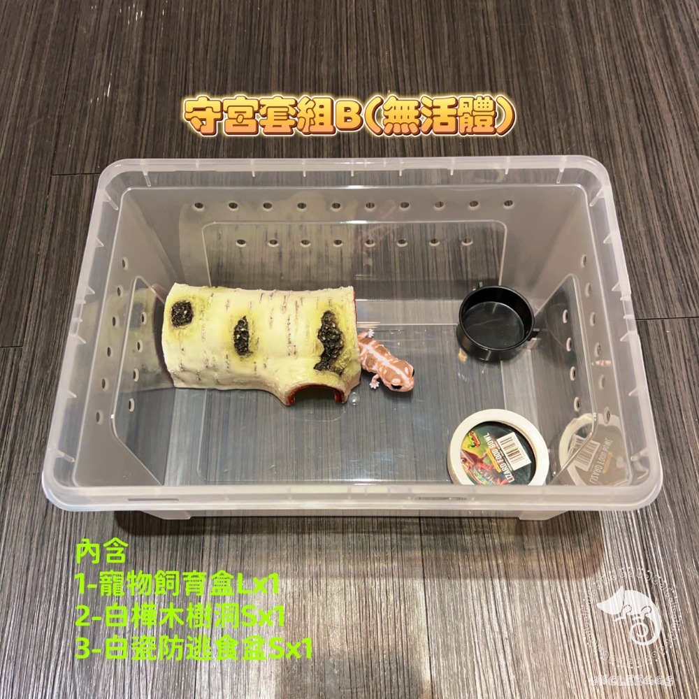 蛋叔叔-新手入門-守宮飼養套組/守宮套組/守宮屋/爬蟲箱/守宮缸/爬蟲缸/豹紋守宮/肥尾守宮/玉米蛇/幼龜/人渣盒-規格圖9
