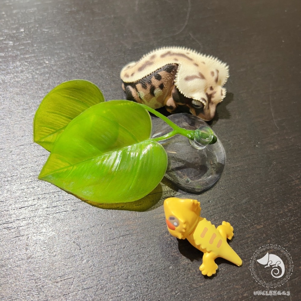 蛋叔叔-鬥魚葉/造景葉/休息葉/繁殖葉/鬥魚缸/雨林缸/造景/鬥魚/產卵/躲避/半月鬥魚/睫角守宮/樹蛙/蓋勾亞守宮-規格圖9