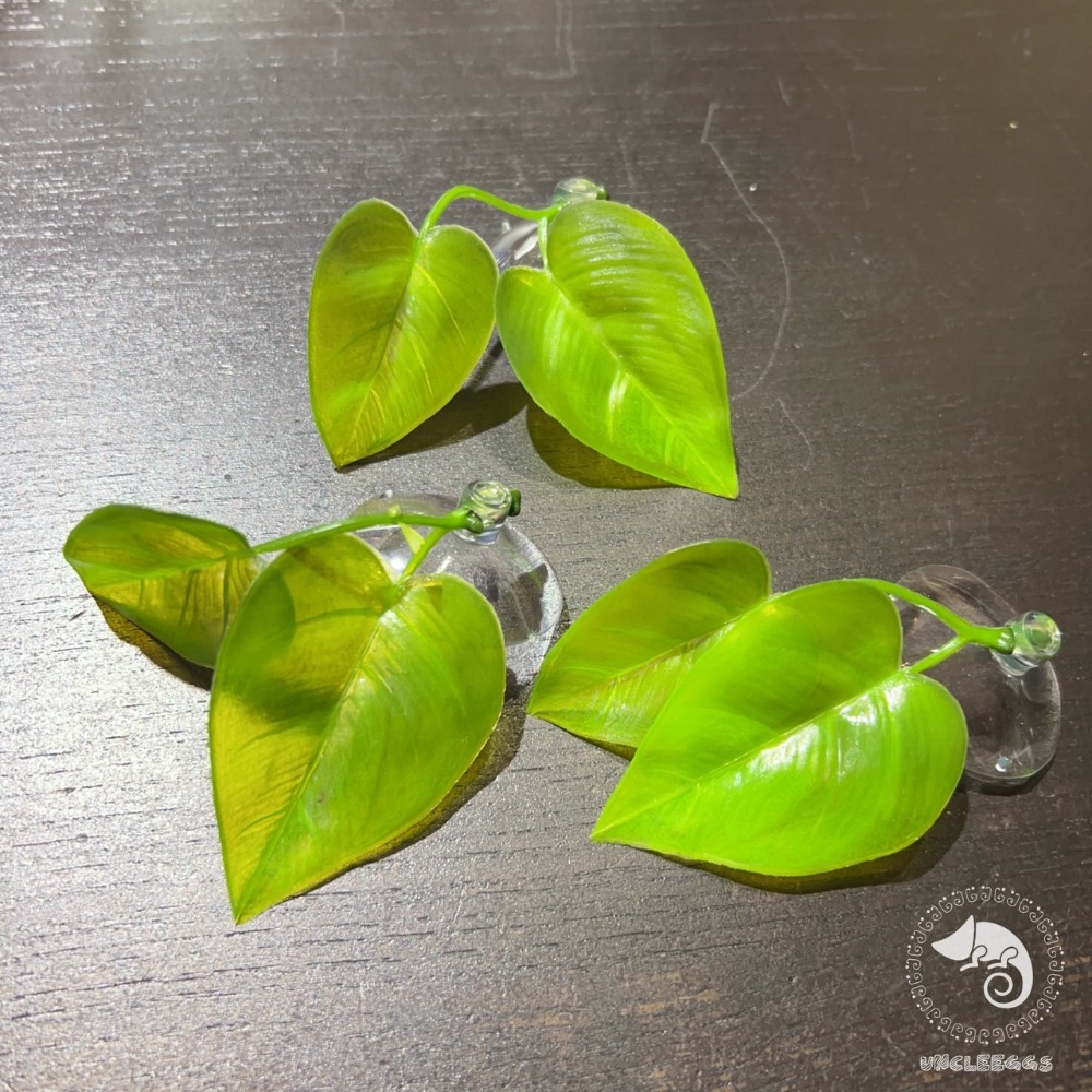 蛋叔叔-鬥魚葉/造景葉/休息葉/繁殖葉/鬥魚缸/雨林缸/造景/鬥魚/產卵/躲避/半月鬥魚/睫角守宮/樹蛙/蓋勾亞守宮-規格圖9