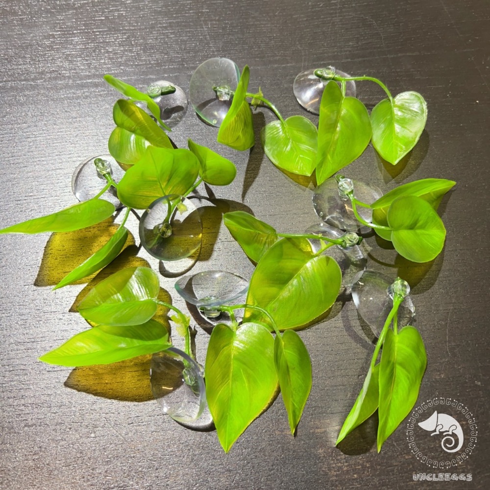 蛋叔叔-鬥魚葉/造景葉/休息葉/繁殖葉/鬥魚缸/雨林缸/造景/鬥魚/產卵/躲避/半月鬥魚/睫角守宮/樹蛙/蓋勾亞守宮-規格圖9