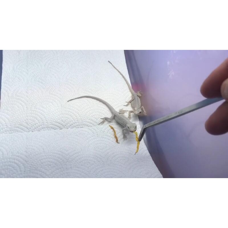 蛋叔叔-Zoomed-蜥蜴天然花卉/鬆獅蜥/鬣蜥/豹龜/星龜/亞達/牧草/纖維/蒲公英/蘇卡達/王者蜥/櫻桃紅腿-細節圖3