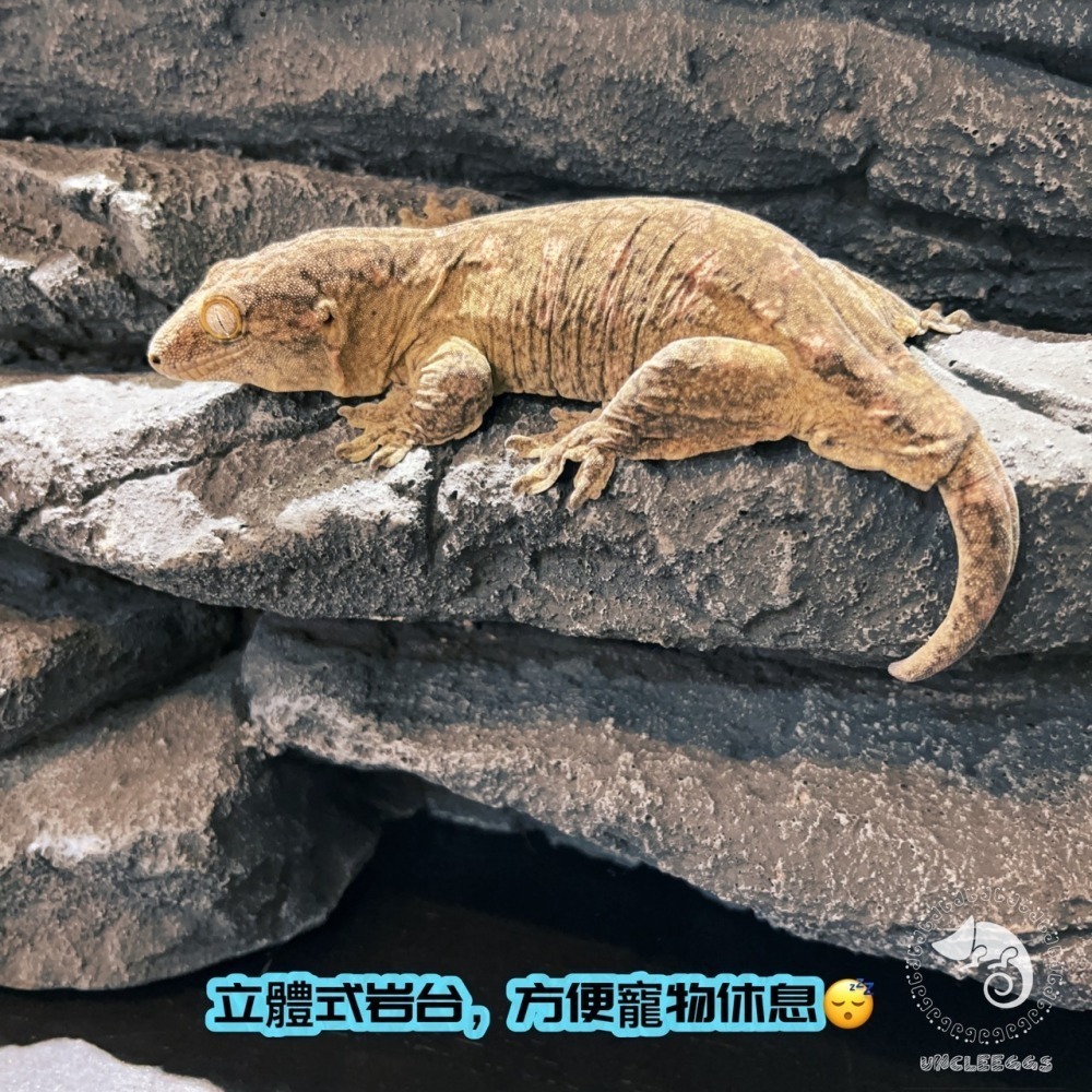 蛋叔叔-LD-岩石階梯背景板/3D立體/岩板/背板/造景/3D景/岩石景/背景/保麗龍/雨林缸/沙漠缸/DIY/爬台曬台-細節圖3