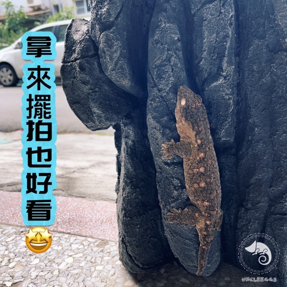 蛋叔叔-LD-岩石階梯背景板/3D立體/岩板/背板/造景/3D景/岩石景/背景/保麗龍/雨林缸/沙漠缸/DIY/爬台曬台-細節圖8