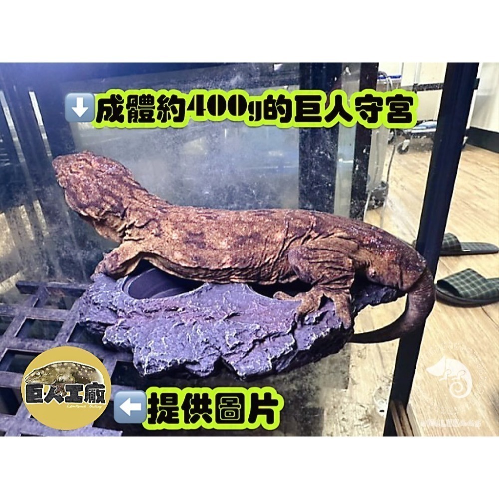 蛋叔叔-EGG-二合一果泥曬台/磁吸式/浮台/爬台/曬台/水盆/食盆/烏龜島/水皿/紅眼樹蛙/餵食盆/巨人守宮-細節圖4