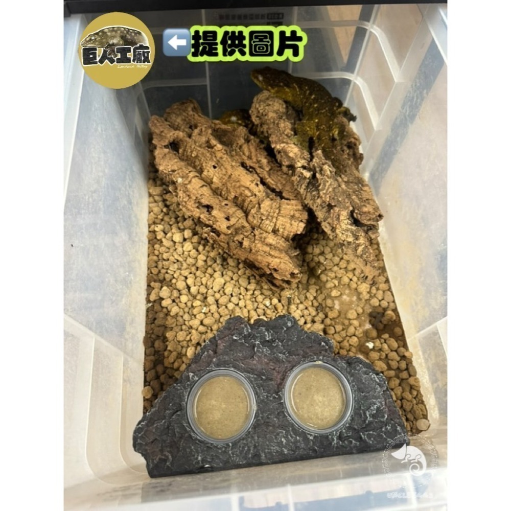 蛋叔叔-EGG-二合一果泥曬台/磁吸式/浮台/爬台/曬台/水盆/食盆/烏龜島/水皿/紅眼樹蛙/餵食盆/巨人守宮-細節圖5