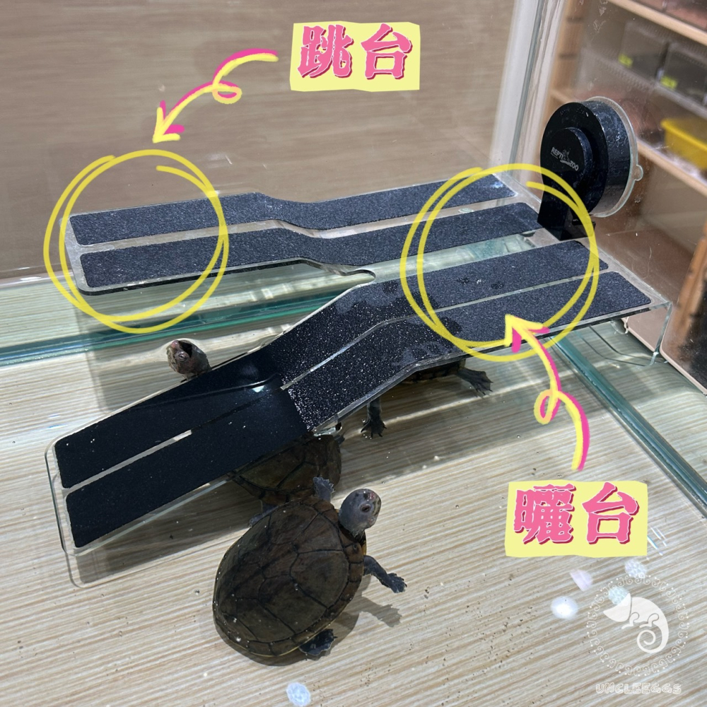 蛋叔叔-REPTIZOO烏龜浮台/烏龜島/浮島/曬台/壓克力/巴西龜/長尾龜/鑽紋龜/地圖龜/壓克力/跳台/樹蛙/睫角-細節圖2