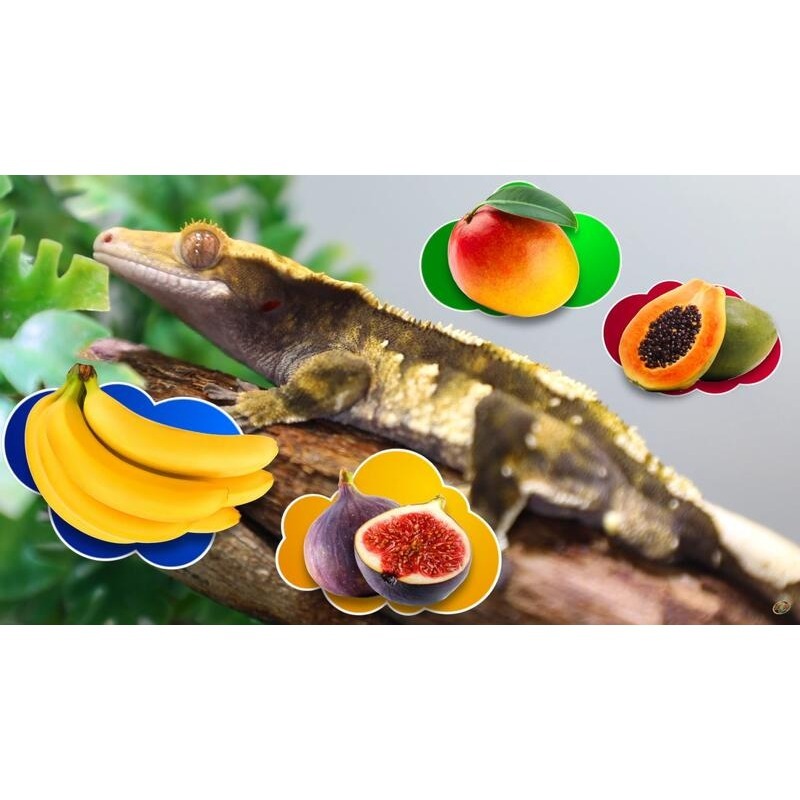 蛋叔叔-Zoomed-守宮熱帶水果食物/2oz/守宮飼料/睫角守宮/日行守宮/巨人守宮/果泥/鬆獅蜥/蜜袋鼯-細節圖10
