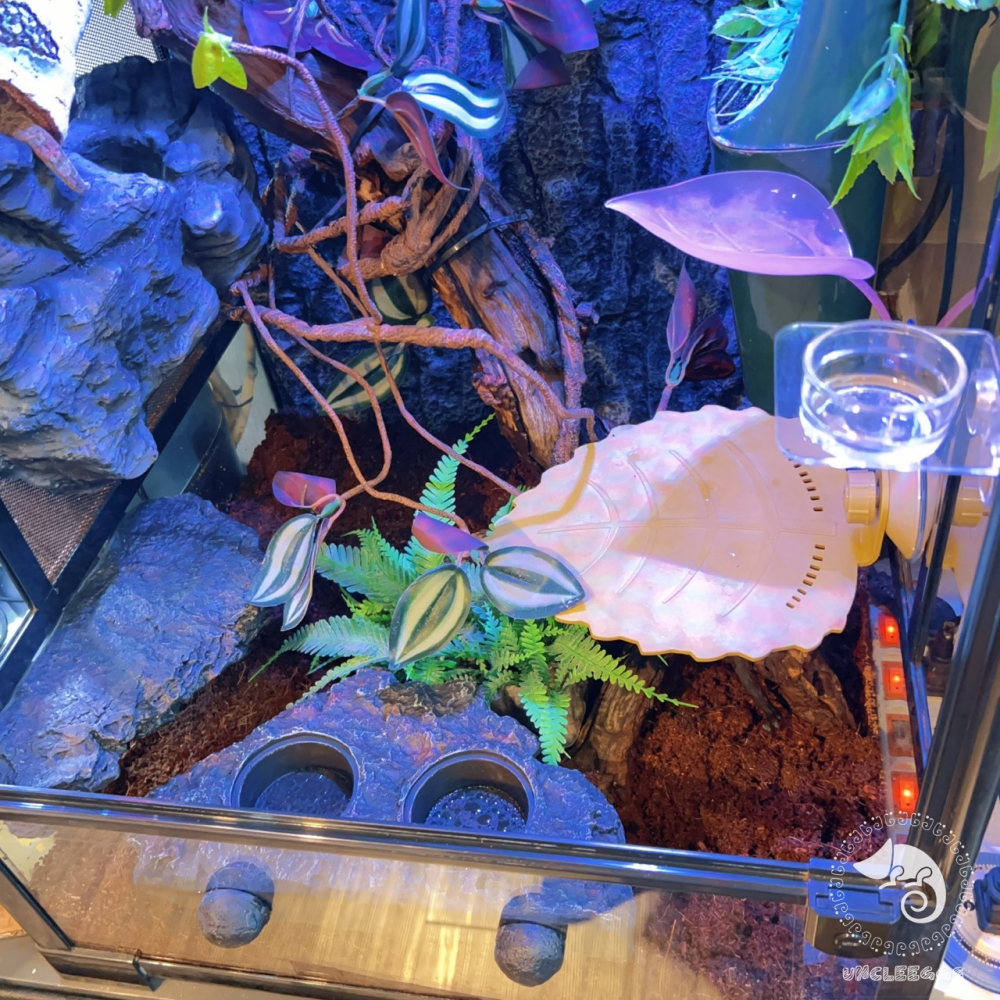 蛋叔叔-利達祥-LD天然椰土/椰子殼/底材/椰纖塊/保濕/椰子墊屑/底材/保濕/雨林缸/木屑/椰子絲/純天然/角蛙/睫角-細節圖2