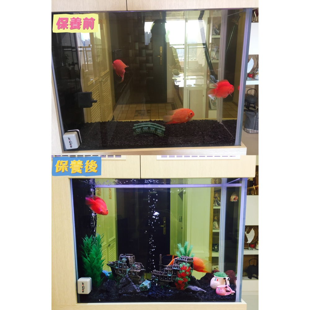 蛋叔叔-魚缸保養/魚缸清潔/專業魚缸清潔/整理/保養/高雄地區/魚缸清潔/魚缸保養/魚缸設計/龜缸設計/魚缸換水-細節圖2