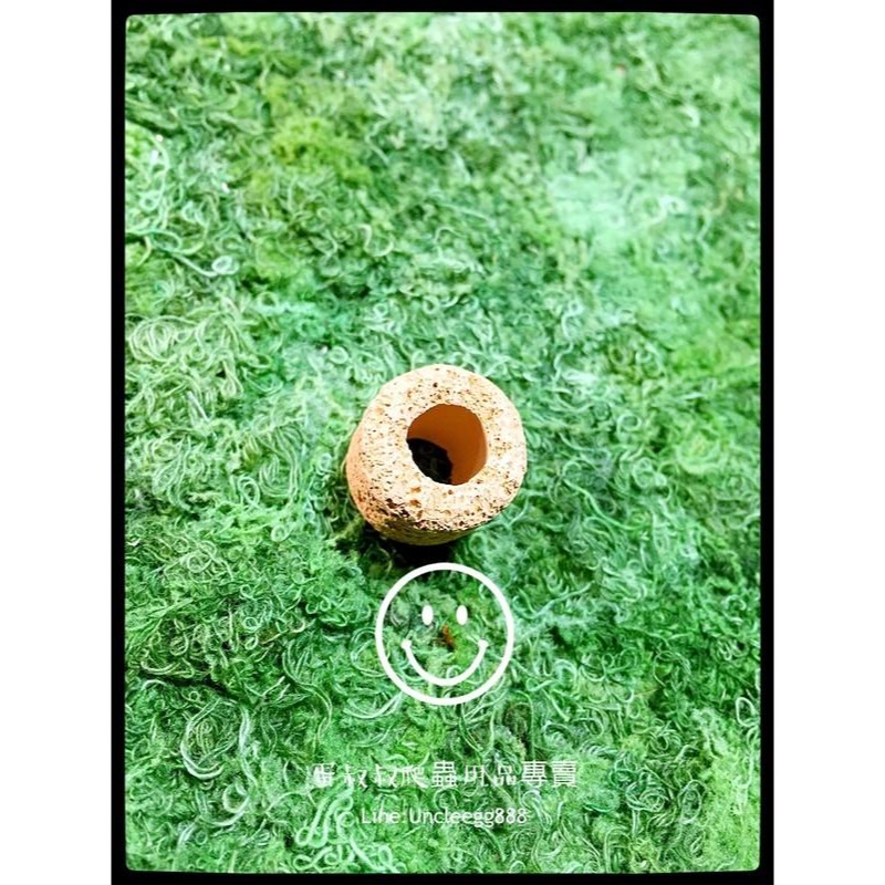 蛋叔叔-EGG澤龜專用硝化菌陶瓷環/S/M/培菌/過濾/開缸/硝化系統/生物過濾/測濾缸/底濾缸/濾材-細節圖2