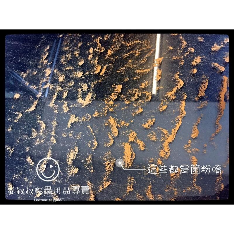 蛋叔叔-EGG澤龜專用硝化菌陶瓷環/S/M/培菌/過濾/開缸/硝化系統/生物過濾/測濾缸/底濾缸/濾材-細節圖4