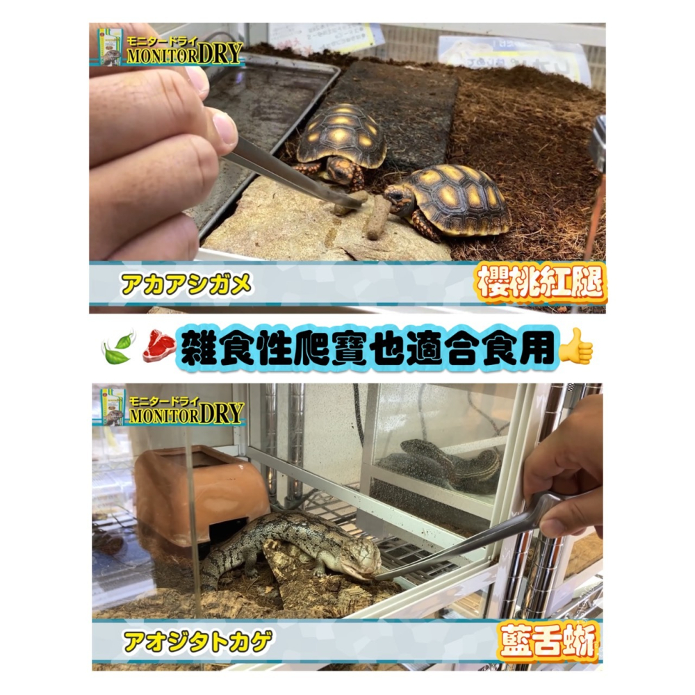 蛋叔叔-Hikari-高夠力巨蜥飼料/高蛋白低脂肪/高適口性/巨蜥/樹巨蜥/南美蜥/草原巨蜥/鬆獅蜥/澤巨蜥-細節圖4