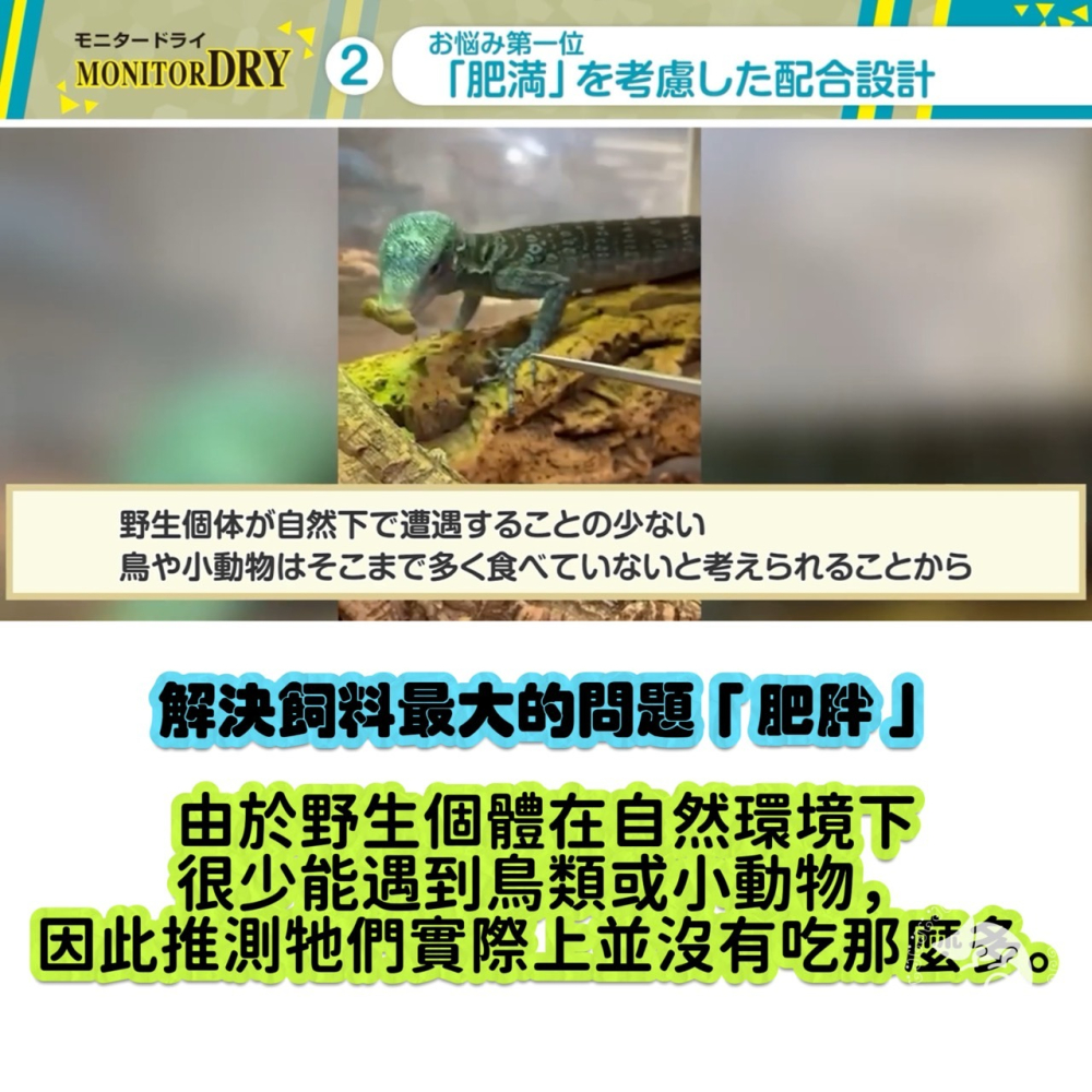 蛋叔叔-Hikari-高夠力巨蜥飼料/高蛋白低脂肪/高適口性/巨蜥/樹巨蜥/南美蜥/草原巨蜥/鬆獅蜥/澤巨蜥-細節圖5