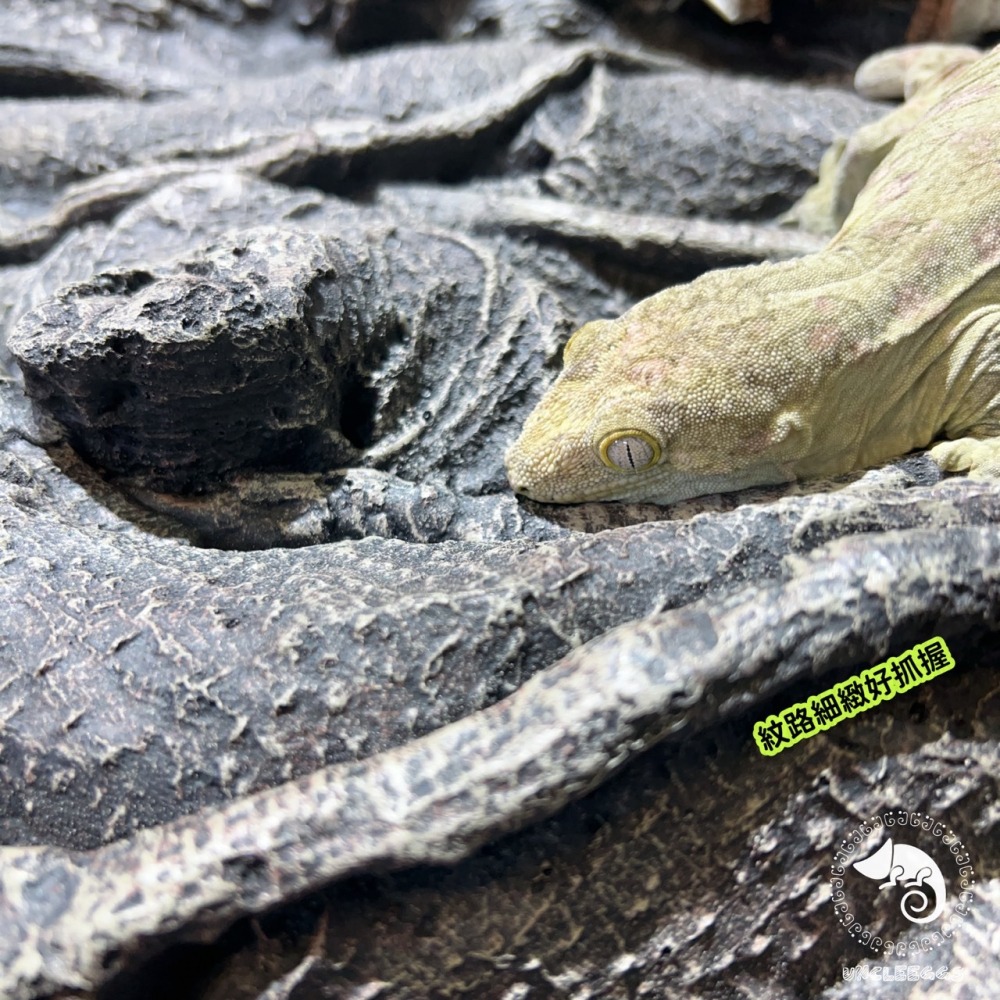 蛋叔叔-白樺木立體背景板/3D立體/岩板/背板/造景/3D景/雨林景/背景/保麗龍/雨林缸/木紋/DIY/爬台/曬台-細節圖2