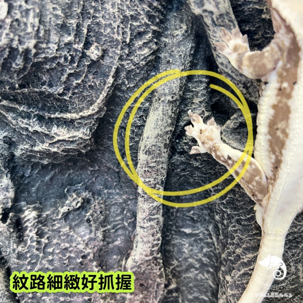 蛋叔叔-白樺木立體背景板/3D立體/岩板/背板/造景/3D景/雨林景/背景/保麗龍/雨林缸/木紋/DIY/爬台/曬台-細節圖3