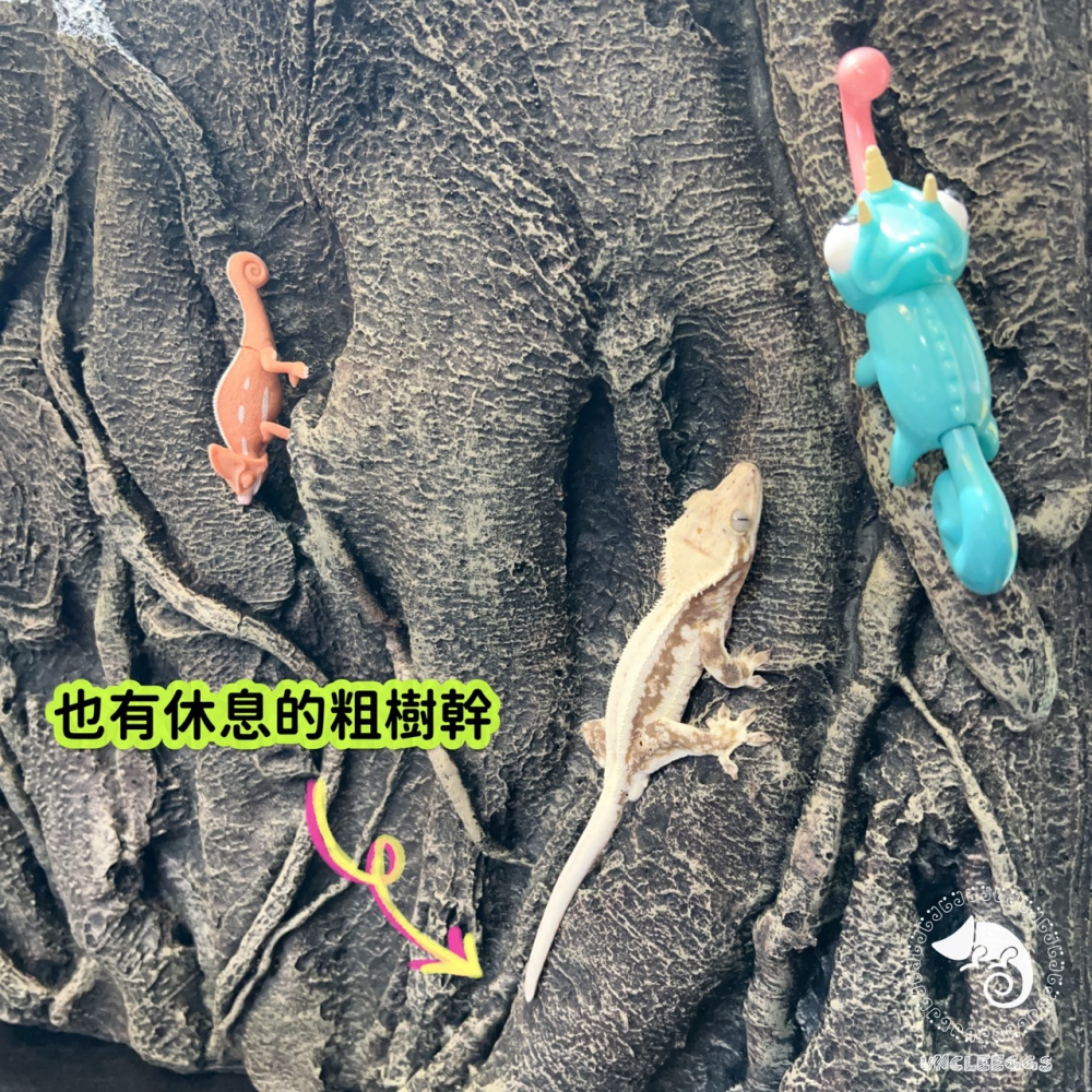 蛋叔叔-白樺木立體背景板/3D立體/岩板/背板/造景/3D景/雨林景/背景/保麗龍/雨林缸/木紋/DIY/爬台/曬台-細節圖5