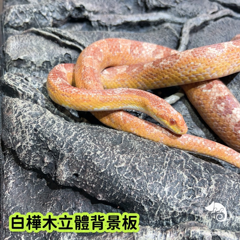 蛋叔叔-白樺木立體背景板/3D立體/岩板/背板/造景/3D景/雨林景/背景/保麗龍/雨林缸/木紋/DIY/爬台/曬台-細節圖9