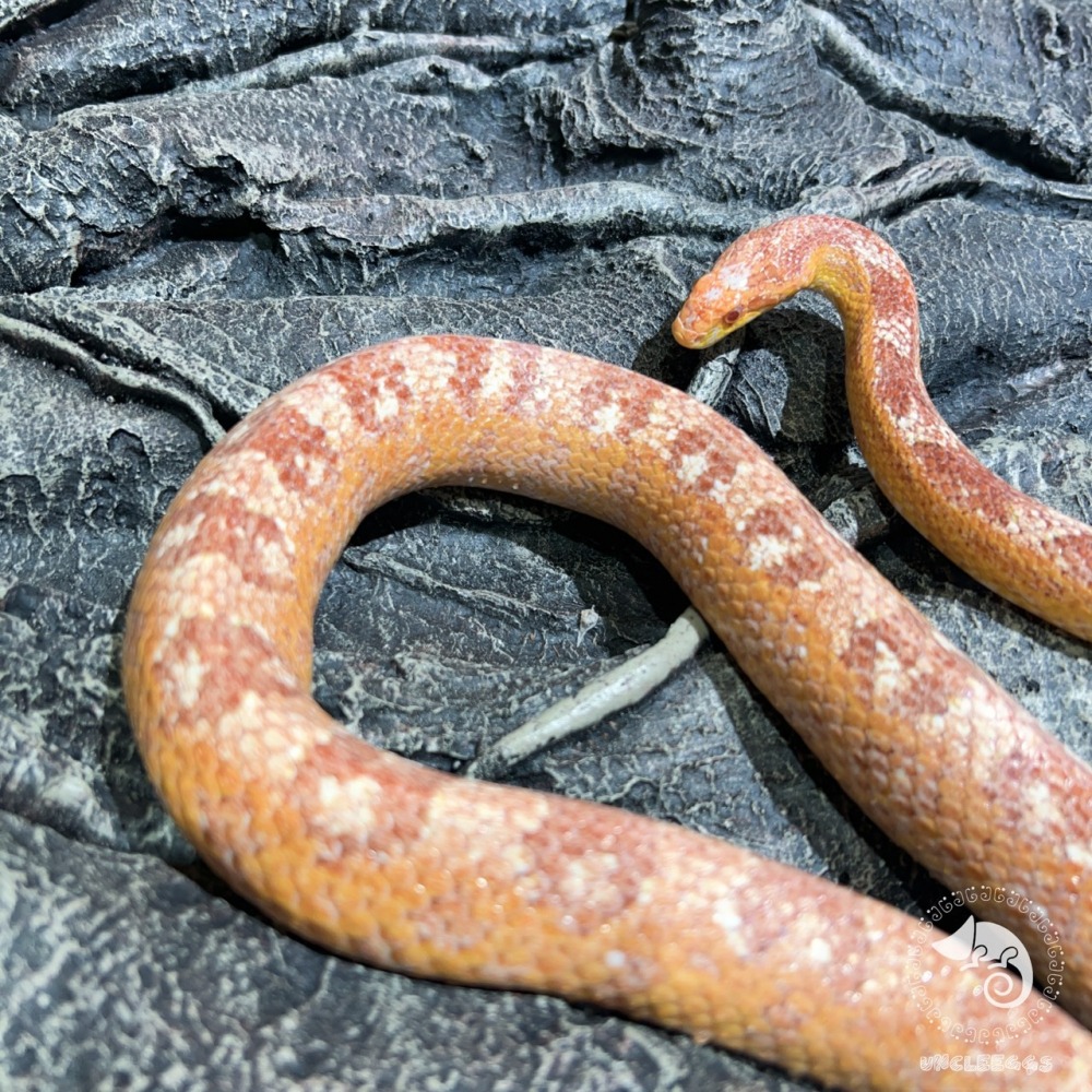 蛋叔叔-白樺木立體背景板/3D立體/岩板/背板/造景/3D景/雨林景/背景/保麗龍/雨林缸/木紋/DIY/爬台/曬台-細節圖10