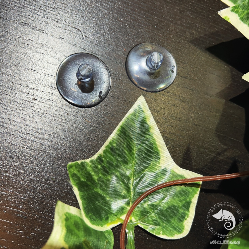 蛋叔叔-NOMO-仿真掛葉-白貝葉/變色龍/鬆獅蜥/睫角守宮/樹蛙/紅眼樹蛙/巨人守宮/植物爬藤/雨林缸/藤蔓/樹棲-細節圖2