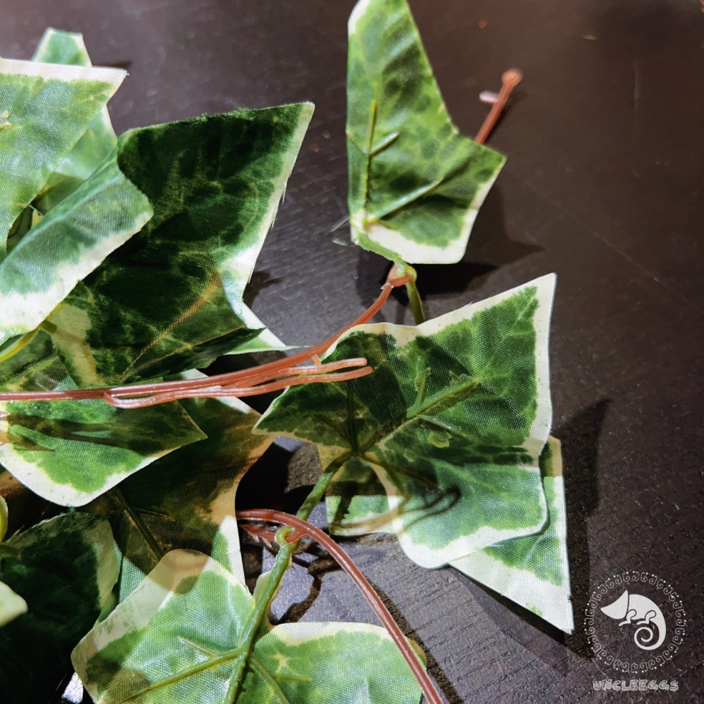 蛋叔叔-NOMO-仿真掛葉-白貝葉/變色龍/鬆獅蜥/睫角守宮/樹蛙/紅眼樹蛙/巨人守宮/植物爬藤/雨林缸/藤蔓/樹棲-細節圖3